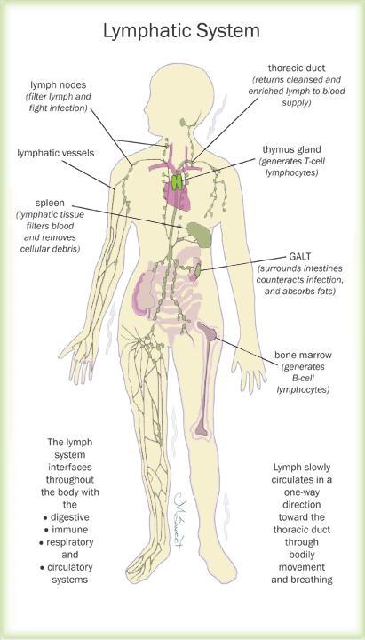 Lymphatic (Immune) system Composed of red bone marrow, thymus, spleen, tonsils, Peyer s patches, lymph nodes, and