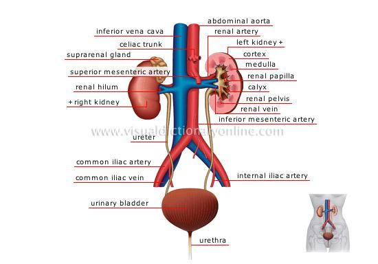 Urinary (Excretory) system Composed of kidneys, ureters, urinary bladder, and urethra Eliminates