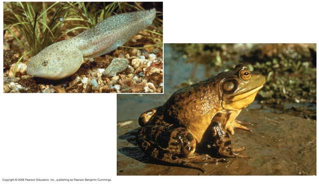 vitellogenin Vitellogenin Specialized role of a hormone in frog metamorphosis (a) (b) Multiple Effects of Hormones The same hormone may have different effects on