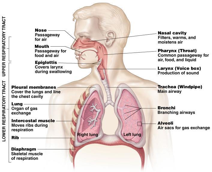 Human Respiratory
