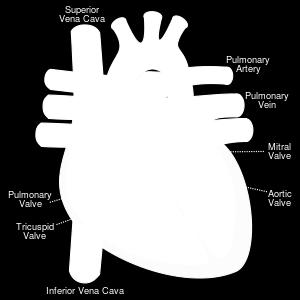 large arteries are attached to the