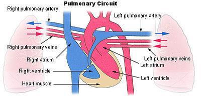Two Types of Circulation Pulmonary circulation-the flow of blood from the heart to the lungs and back to the hear through the pulmonary