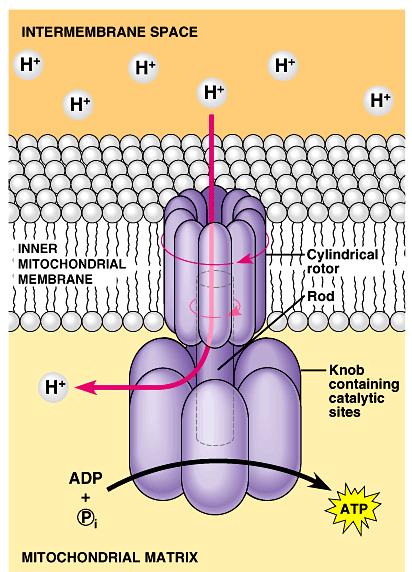 ATP synthase in the cristae makes ATP from ADP & P i. osmos to push chemiosmosis*: using a chemical s push Push of H + gradient powers ATP synthase http://www.youtube.com/watch?