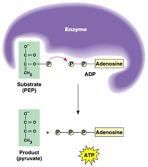 substrate-level phosphorylation generates the few ATP s produced in glycolysis and the Krebs cycle.