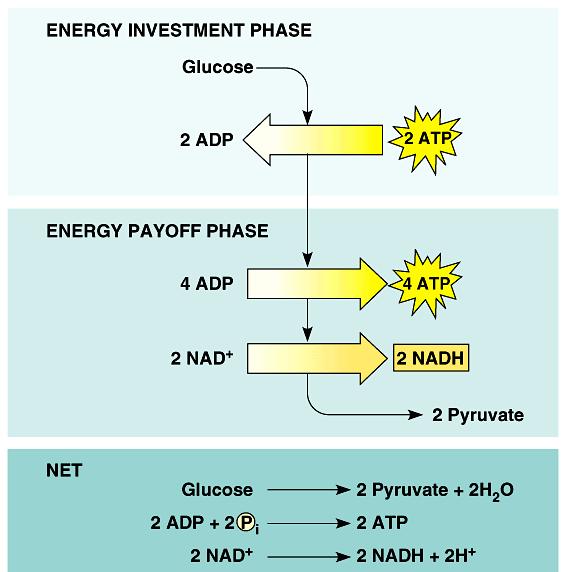 energy investment phase: 2 ATP create reactants with high free energy by phosphorylating glucose.
