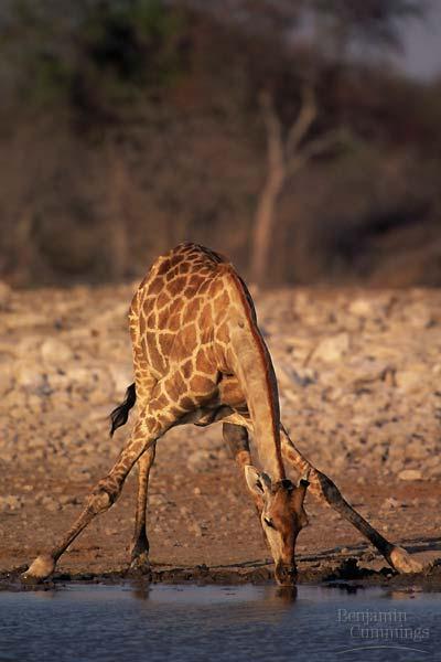 blood travel uphill in the veins of a giraffe s