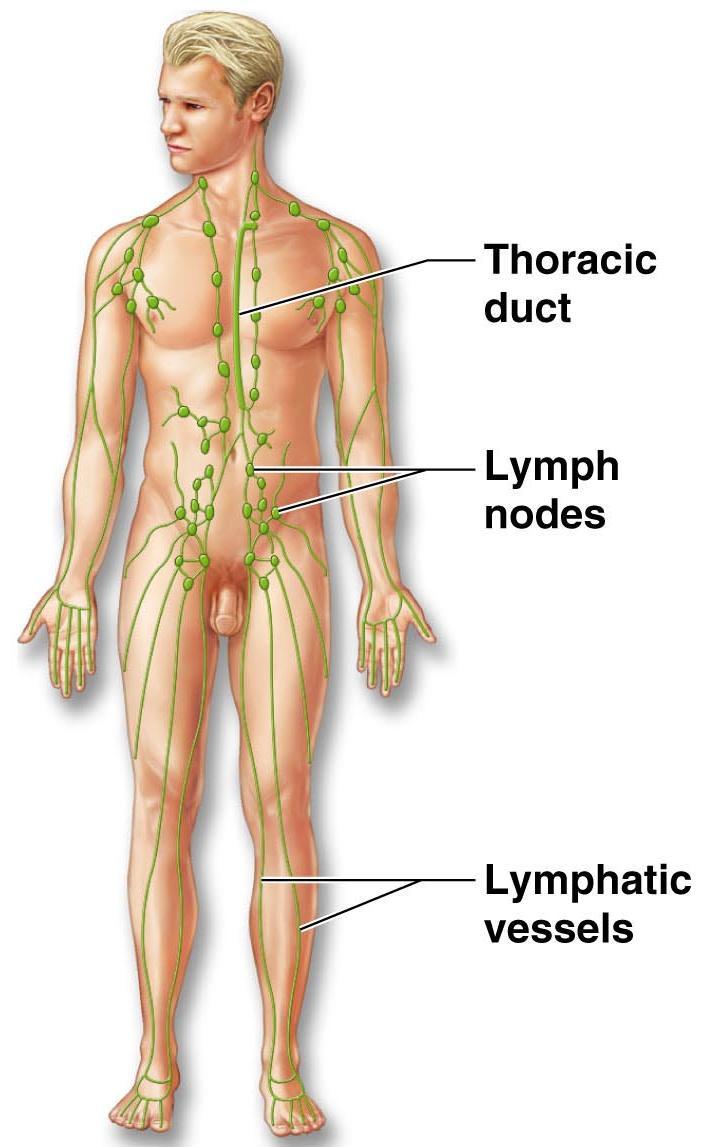 Organ System Overview Lymphatic Returns fluids to blood
