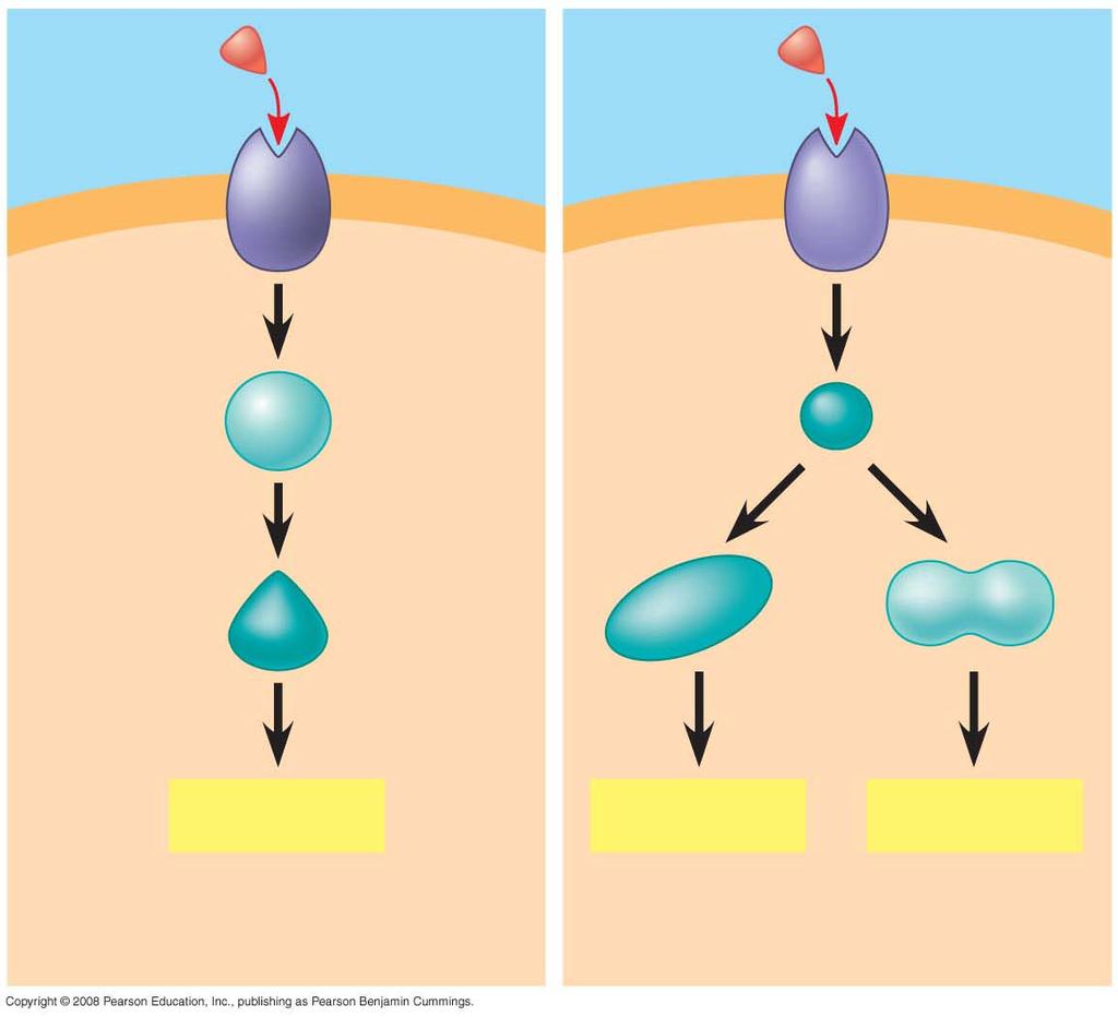 Fig. 11-17a Signaling molecule Receptor Relay molecules Response 1 Cell A.