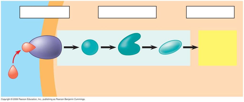 Fig. 11-UN1 Reception Transduction Response 1 2 3 Receptor