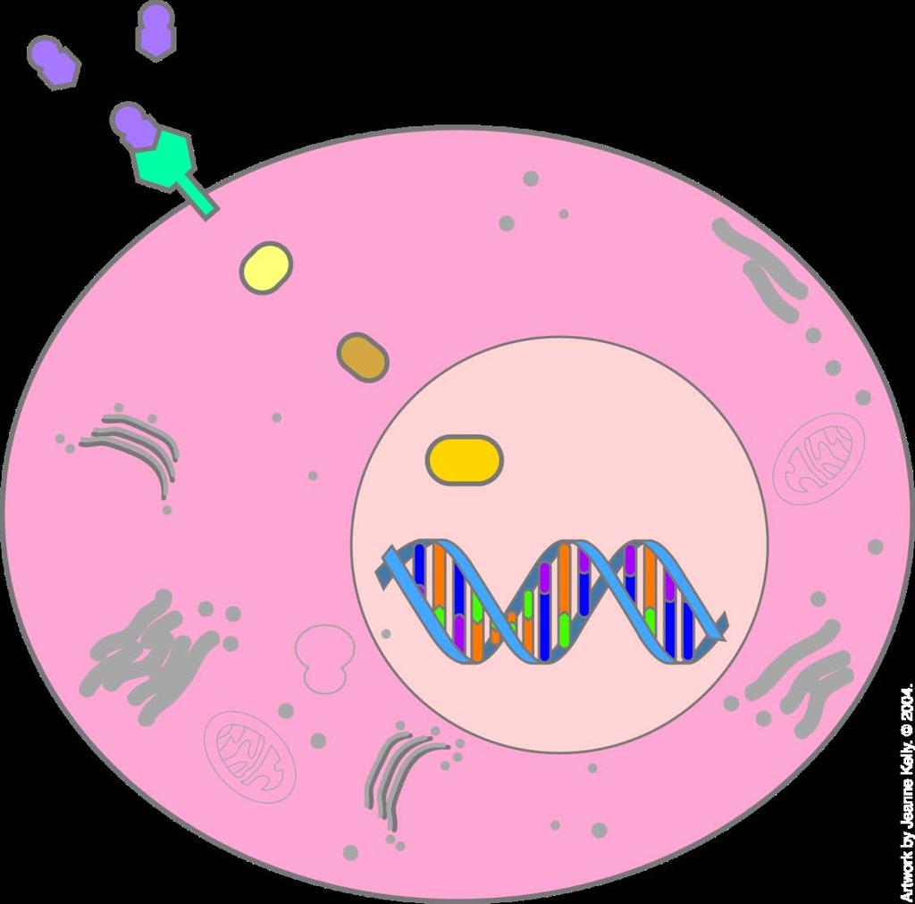 Tumor Suppressor Genes Act Like a Brake Pedal Tumor Suppressor Gene Proteins Growth