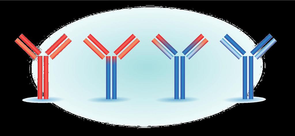 Terminology of Monoclonal Antibodies Source (% human protein) Mouse (0% human) Chimeric (65% human) Humanized (> 90% human) Human (100% human) Generic suffix: High -omab -ximab Potential for