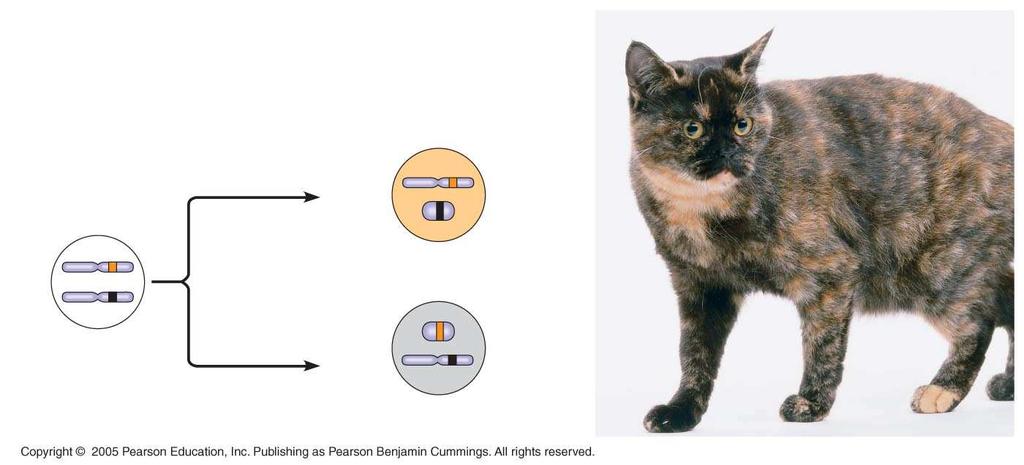 LE 15-11 Two cell populations in adult cat: Active X Early embryo: X chromosomes Allele for orange fur Cell