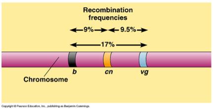 Genetic mapping:discovered by Alfred Sturdevant genetic map =ordered list of the genetic loci along a particular chromosome recombination frequencies depend on the distance the
