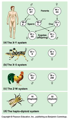 Some chromosomal systems of sex