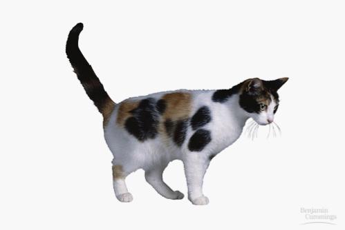 Calico cats have white areas that are determined by