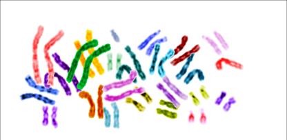 Chromosomal Theory: Summary Chromosomes carry genes, the units of heredity Paired chromosomes segregate during meiosis.