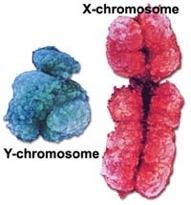 Sex-linked traits Sex chromosomes only partially homologous - Morgan concluded they contain different genes Females have two X chromosomes Males have one X and one Y chromosome