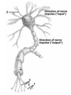 BIO 115 Anatomy & Physiology II Practice Assignment 4: The Nervous System & The Senses This is not a required assignment but it is recommended. 1. This figure depicts a typical neuron.