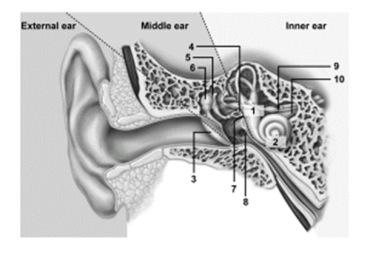 34. In this illustration of the ear, what structure does