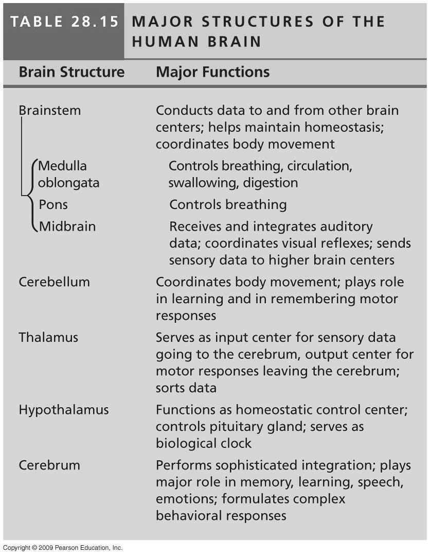 28.16 The cerebral cortex is a mosaic of specialized, interactive regions!