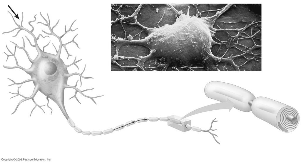 28.2 Neurons are the functional units of nervous systems! Neurons are Cells specialized for carrying signals The functional units of the nervous system! A neuron consists of 28.