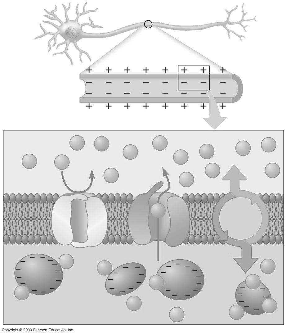 28.3 A neuron maintains a membrane potential across its membrane!