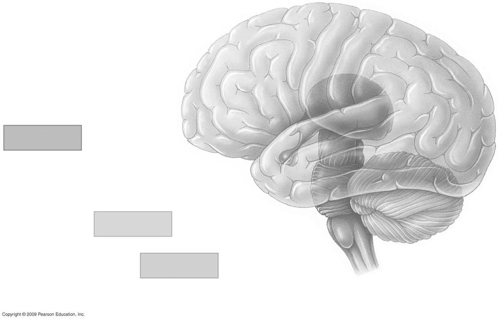 THE HUMAN BRAIN Cerebral cortex Forebrain Cerebrum Thalamus Hypothalamus Pituitary gland Midbrain Hindbrain Pons Medulla oblongata Cerebellum Spinal cord 28.