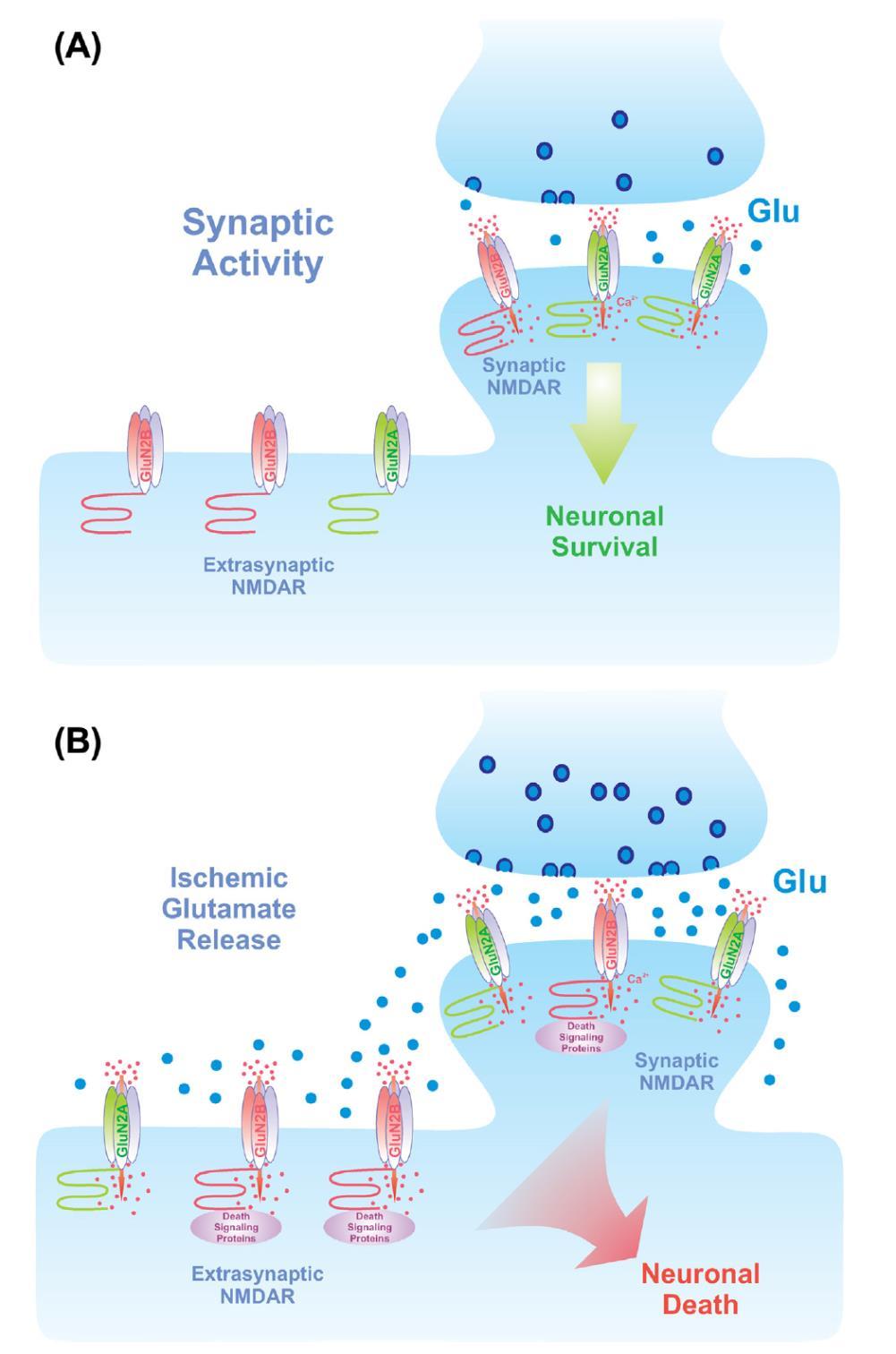 Glutamate-dependent neuronal survival and death Distinct subpopulations of the NMDA receptor (NMDAR) mediate neuronal death and survival.