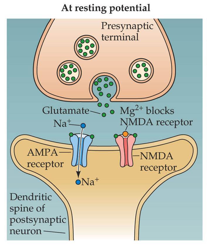 NMDA receptor activation is both ligand- and voltage-dependent When the postsynaptic