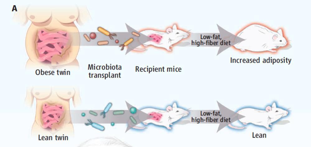 Ridaura, V.K., et al., Gut microbiota from twins discordant for obesity modulate metabolism in mice.