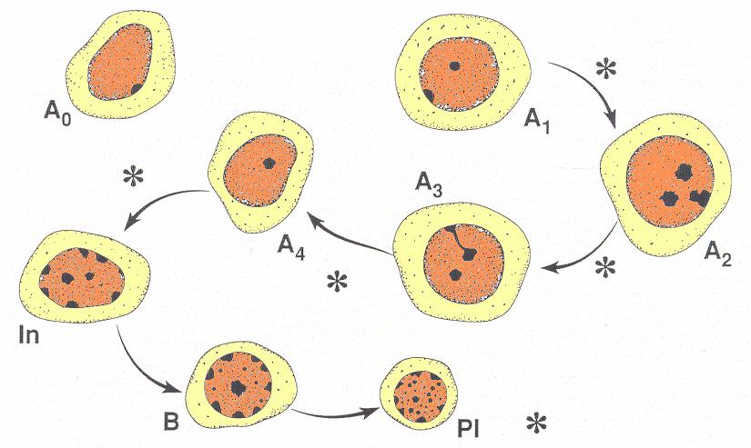 Regulation of Spermatogenesis - Growth Factors # RA -> A pr -> A al ->
