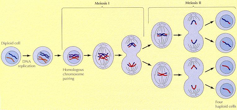 Mitosis versus Meiosis genetically identical