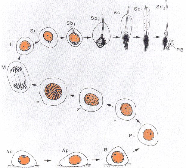 Meiosis (human) 1d~1% Meiosis-II Haploid spermatids undergo metamorphosis to spermatozoa human