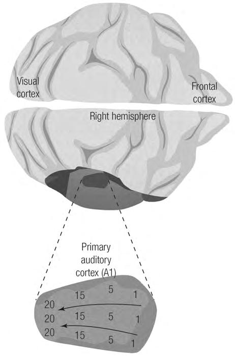 Questions What is the sequence of subcortical nuclei that carries auditory information from ear to cortex? (remember the mnemonic?