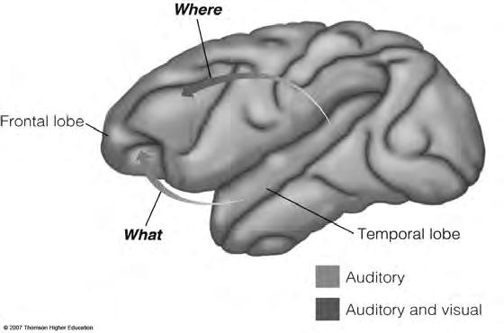 What and Where Streams for Hearing It has been proposed that there are separate what and where processing circuits in auditory cortex What stream starts in the anterior portion of temporal lobe and