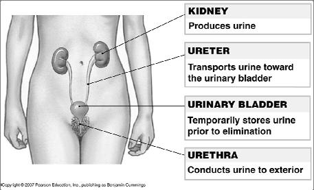 Urinary System Organization The Golden Rule: The Job of The Urinary System is to Maintain the Composition and Volume of ECF remember this & all else will fall in place!