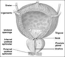 Transport, Storage, & Excretion Urinary Bladder Distensible muscular sac for