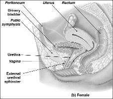 Storage, & Excretion The Urethra Longer in males than females External urethral