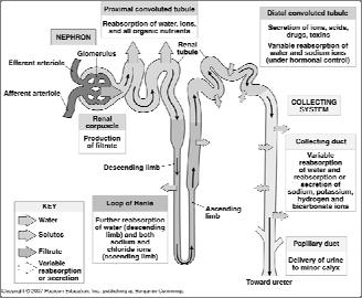A Representative Nephron and the Collecting System Figure 18-5 Functions of the Nephron