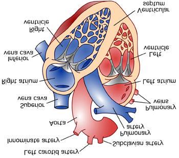 Cardiovascular Physiology The mammalian heart is a pump that pushes blood around the body and is made of four chambers: right and left atria and right and left ventricles.