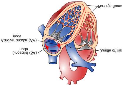 The mammalian heart is autorhythmic, since it will continue to beat if removed from the body (and kept in an appropriate solution).