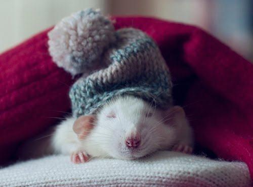Sleep is Essential Rats (normally live 2-3 years) Deprived of REM sleep die in 5 weeks
