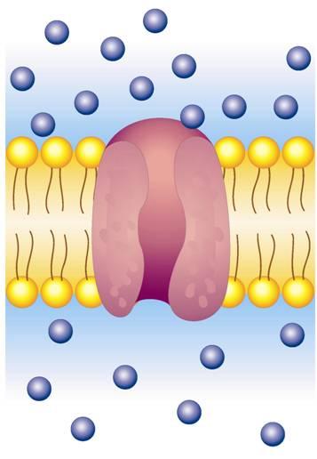 FACILITATED DIFFUSION Facilitated Diffusion- cell membrane channels facilitate (or help) the diffusion of molecules across the cell membrane.