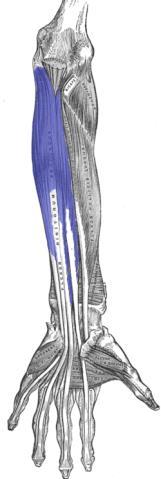 after penetrating tendons of FDS Action: flexes