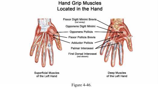 Anatomical Snuff Box Extensor policis longus tendon (posterior border) Anterior (lateral) border: extensor policis brevis and abductor policis longus Skeletal components: scaphoid and trapezium