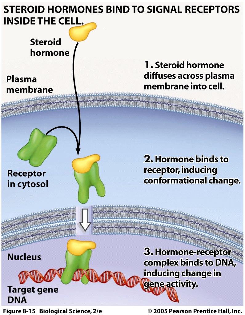 Two Major Types of Hormones Steroid Hormones (this lecture and later in course) - diffuse across cell membrane - attach to receptors in the cytoplasm - receptor-hormone complex enters nucleus -