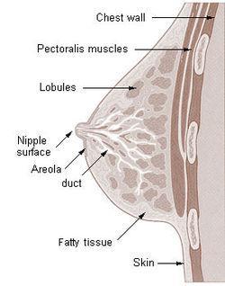 Mammary Glands The mammary glands are not part of the reproductive system but are