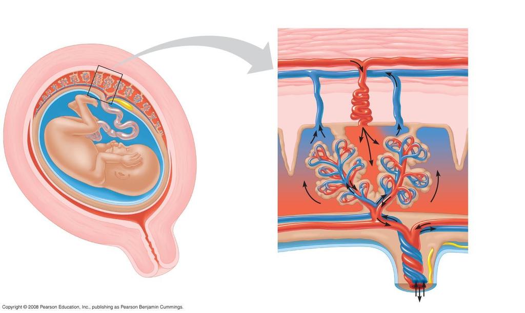 Fig. 46-16 Placenta Maternal arteries Maternal veins Maternal portion of placenta Umbilical cord Chorionic villus, containing fetal