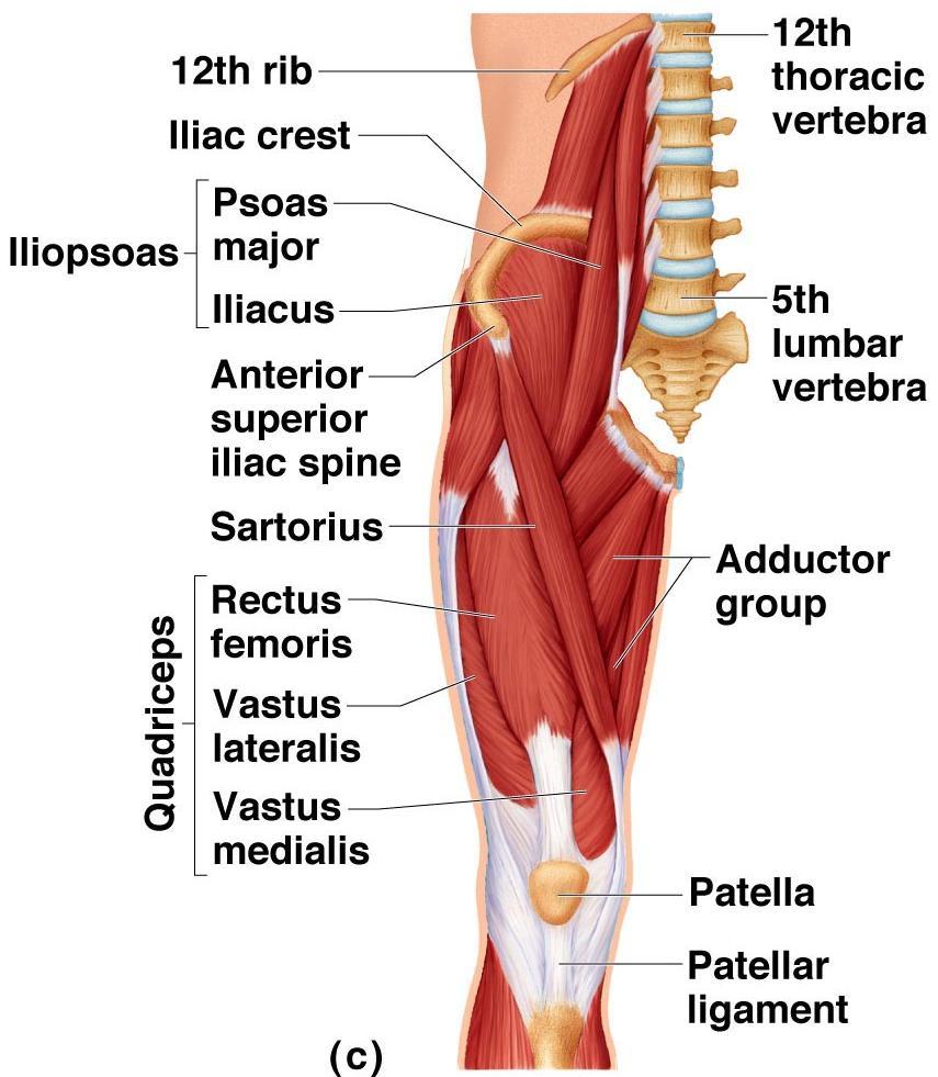 Muscles of the Pelvis,