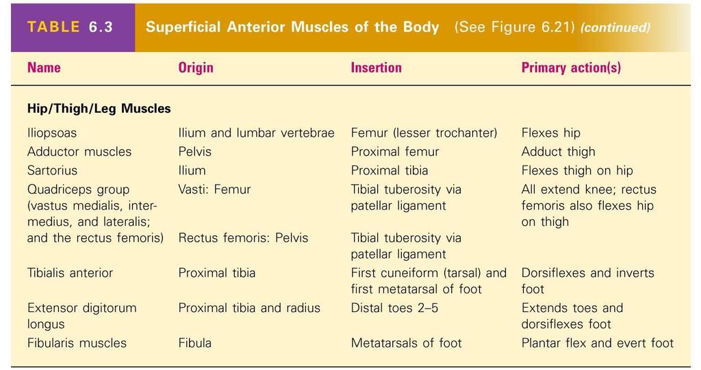 Superficial Anterior Muscles